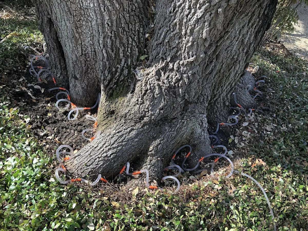 Detailed Tree Cabling and Bracing job site in Pearlington
